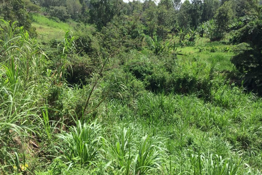 Prime Plot for Sale Along Kiambu Road from KES 50M.