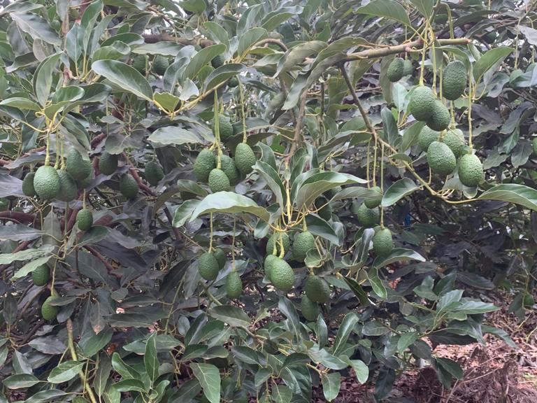 475 Acre Farm for Sale in Thika. Operational coffee and Hass avocado farm. The farm is yielding return in excess of KES 1.5 Million per acre per annum.