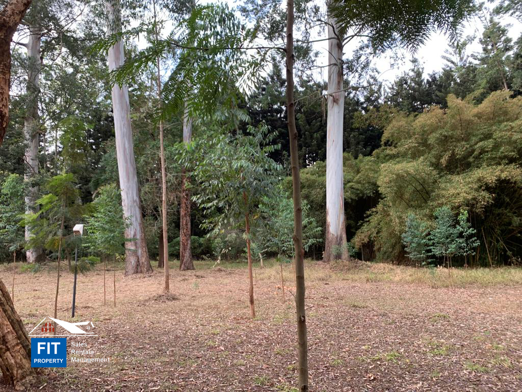 2.2 acres on Tchui Close, Old Muthaiga, Nairobi Plots that overlook Karura forest FIT PROPERTY