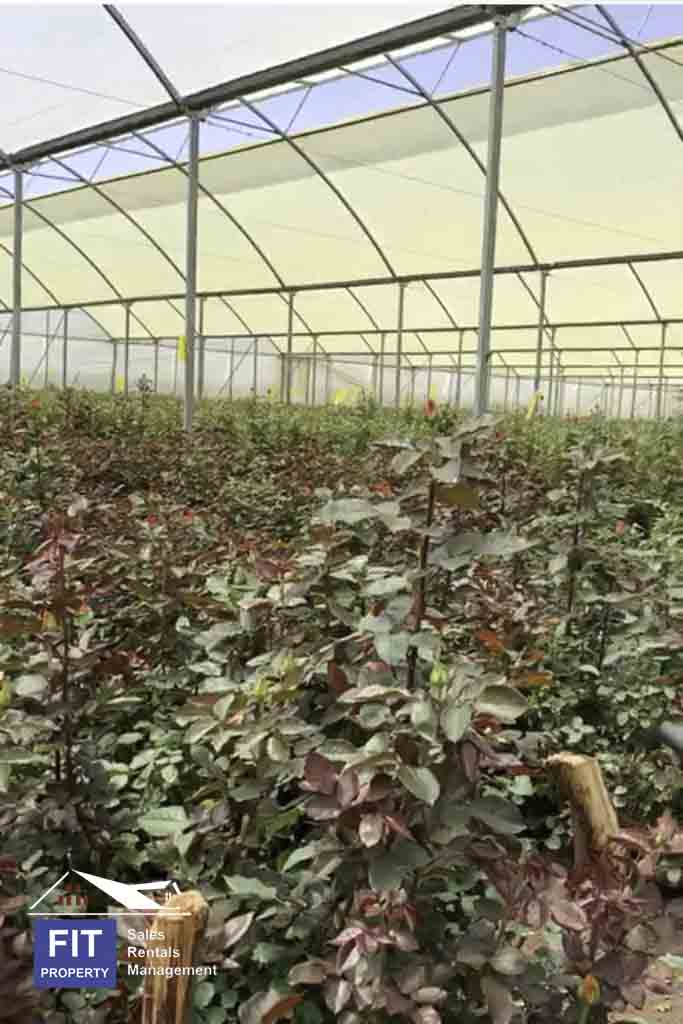 Breathtaking Rose Farm in Ol Kalou, Nyandarua County. 120-acre rose farm. includes 10 acres of Amiran Greenhouses. Priced at just KES 234M. FIT PROPERTY