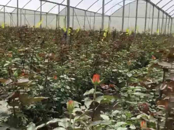 Breathtaking Rose Farm in Ol Kalou, Nyandarua County. 120-acre rose farm. includes 10 acres of Amiran Greenhouses. Priced at just KES 234M. FIT PROPERTY