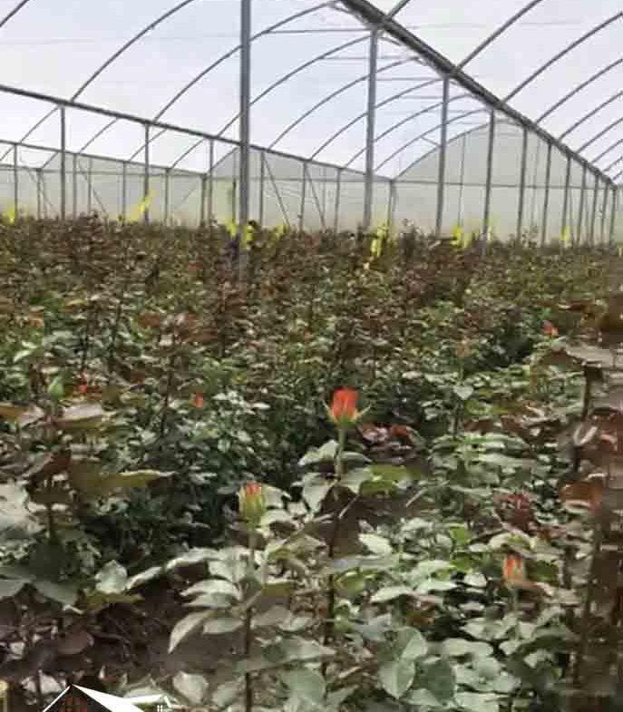 Breathtaking Rose Farm in Ol Kalou, Nyandarua County. 120-acre rose farm. includes 10 acres of Amiran Greenhouses. Priced at just KES 234M. FIT PROPERTY