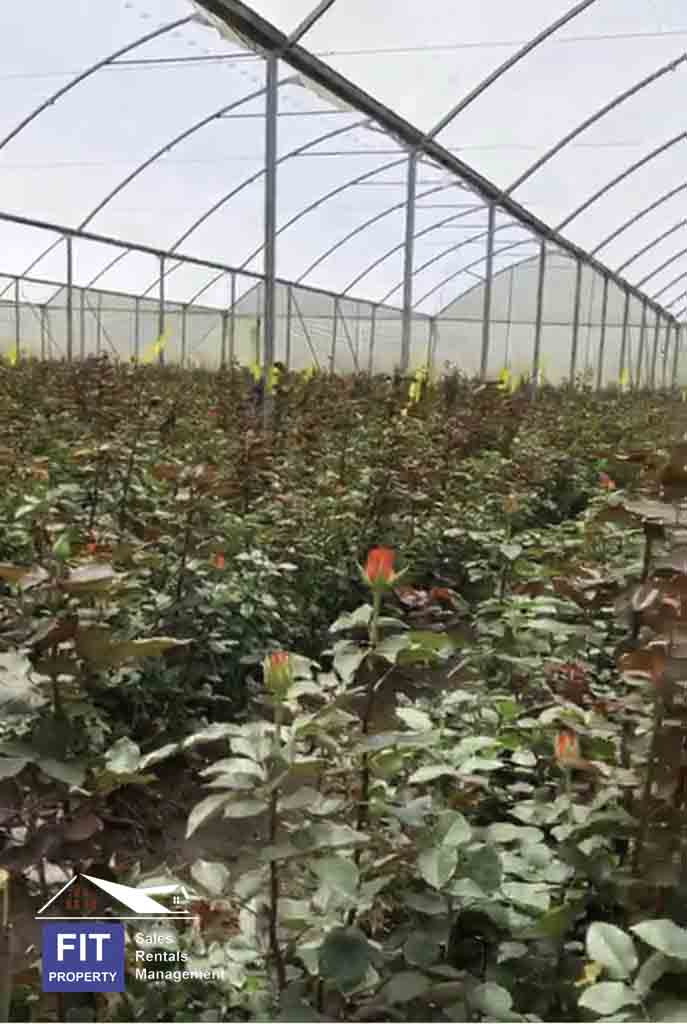 Breathtaking Rose Farm in Ol Kalou, Nyandarua County. 120-acre rose farm. includes 10 acres of Amiran Greenhouses. Priced at just KES 234M. FIT PROPERTY